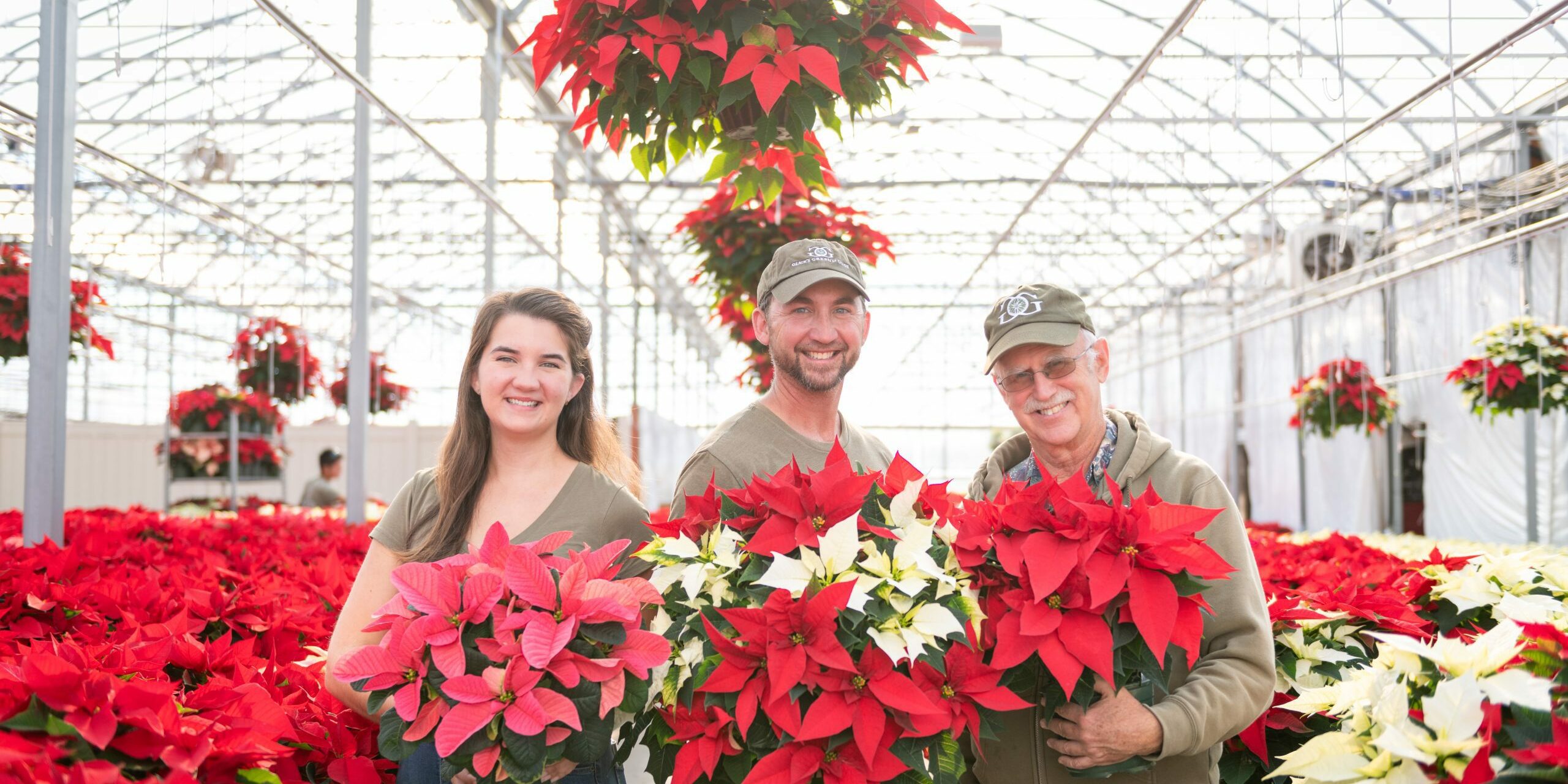 Glicks Grow Together-5 (1) Red poinsettia flowers in Glick's Greenhouse in Berks County, PA